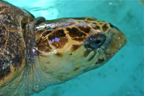 turtle jekyll island DESTINATIONS: Top 5 Eco Activities On Jekyll Island